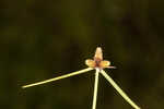 American halfchaff sedge